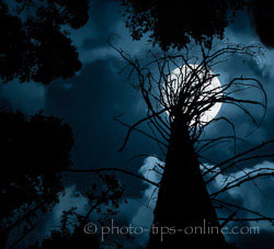LandscapePro: silhouette, full moon